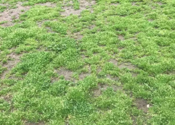 Tik aštriausios akys gali pastebėti teniso kamuoliuką žolėje per 4 sekundes!