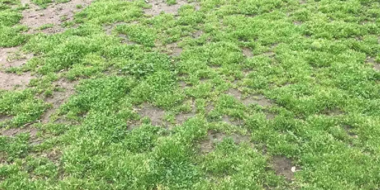 Tik aštriausios akys gali pastebėti teniso kamuoliuką žolėje per 4 sekundes!