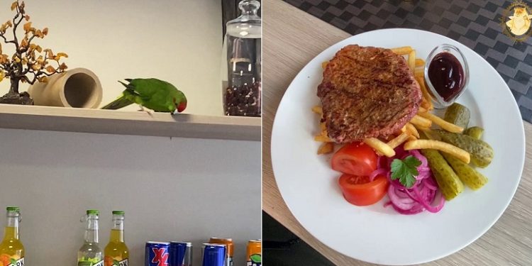 Ar įmanoma pavalgyti bare kai virš galvų skraido papūgos?