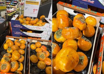 Kažin ar kiaulės ėstų tokias puvenas