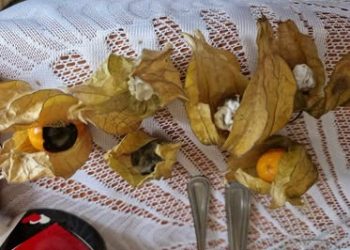 Ar kas Lidle perrenka vaisius, jei taip tai kiek kartų savaitėje?